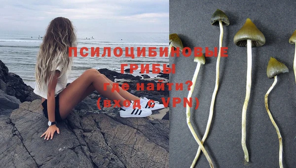 сатива Гусев